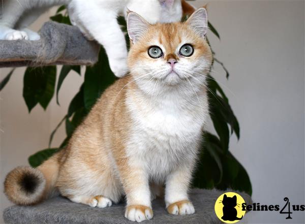 thechubbyfacedcat Picture 3